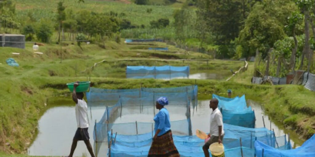 Bactéria em peixes de criação: entenda o alerta para a aquicultura no Brasil fao-fishing-tilapia1