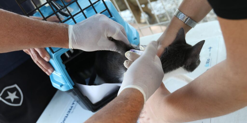 Raiva no Rio de Janeiro: caso em cão reacende alerta e reforça a importância da vacinação trbr1932_0
